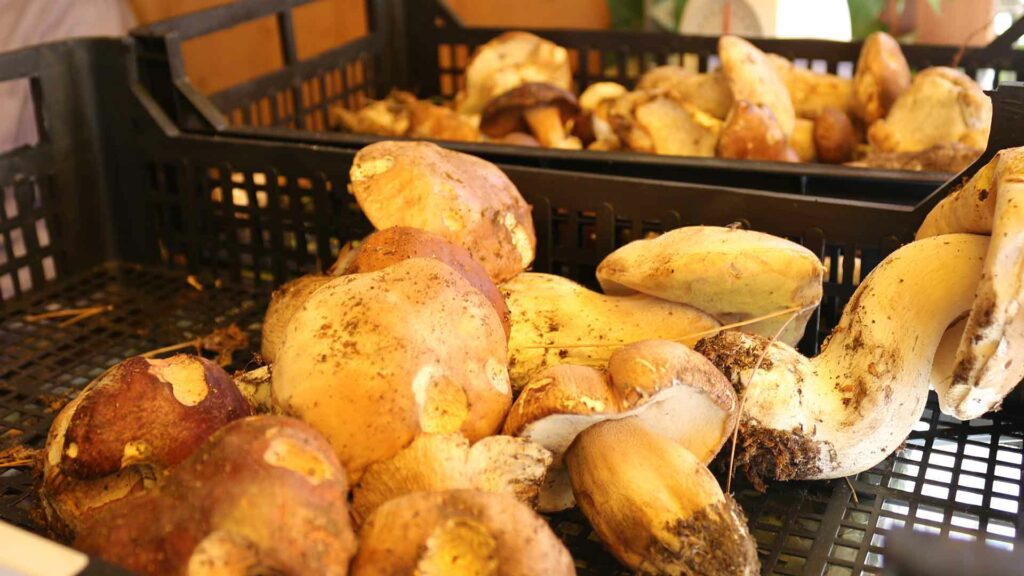 Stand gastronomico Porcini - Sagra del Fungo Porcino Castelpagano